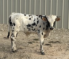 BUX APPALOOSA