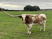 SHEZA WHIP SLINGER BBR