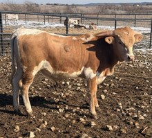 J7 KEVIN MCCALLISTER 🇺🇸