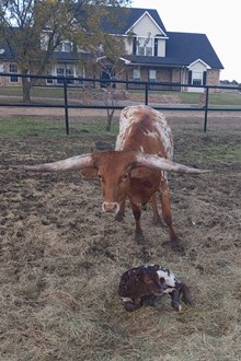 J7 LITTLE CARAMEL 🇺🇸