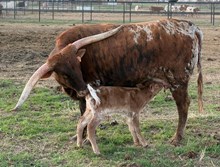 J7 MADALAINE 🇺🇸