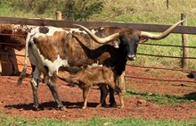 J7 RED EAGLE 🇧🇷