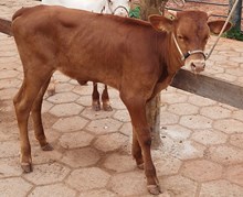 J7 RED EAGLE 🇧🇷