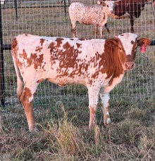 J7 TJ'S STARLIGHT 🇺🇸