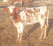 J7 TJ'S STARLIGHT 🇺🇸