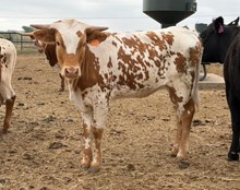 J7 TJ'S STARLIGHT 🇺🇸