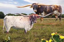 Fiesta Sale Embryo Lot 1