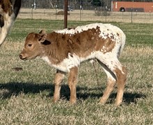 20 Gauge x Wishing Star Bull Calf