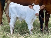 YR Devil Spirit Tuff Cowboy heifer 25